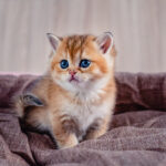 Best Cat Breeds for Small Homes
