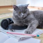 Understanding Cat Habits and Daily Routines