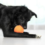 Ways to Keep Dogs Mentally Stimulated