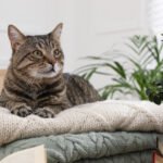 How to Keep Indoor Cats Happy
