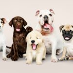 How to Choose Perfect Dog Breed